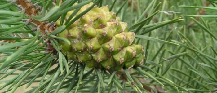 pine nut online near me